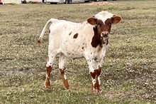 KCM Unnamed Steer 371